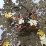 REFLET FEUILLE AUTOMNE